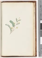 Page 242. Plante non identifiée
