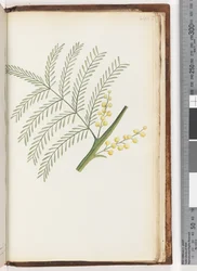 Page 244. Plante non identifiée