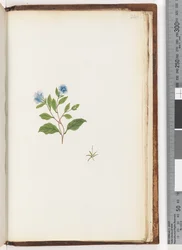 Page 246. Plante non identifiée