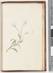 Page 247. Plante non identifiée