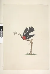 Page 24. Taille naturelle Rouge-gorge écarlate Petroica multicolor, mâle, Île Norfolk, 1791-92