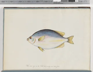 Page 24. Poisson non identifié