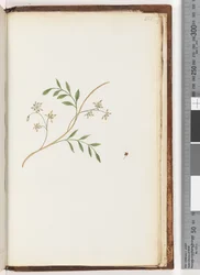 Page 251. Plante non identifiée