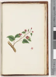 Page 252. Plante non identifiée