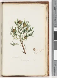 Page 253. Euphorbiaceae / Ricinocarpus ...? / Buisson de mariage