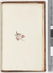 Page 255. Plante non identifiée