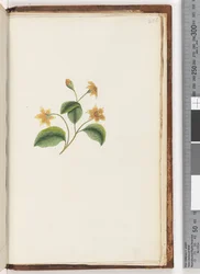Page 256. Plante non identifiée
