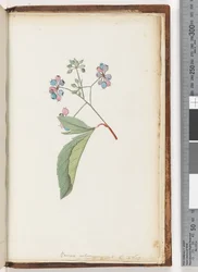 Page 256a. Plante sans nom