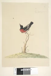 Page 25. Car,ral,gar,yei,sar, taille naturelle Rouge-gorge écarlate, mâle Petroica multicolor, N.S.W., 1791-92