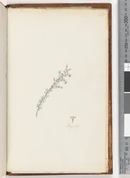 Page 261. Plante non identifiée
