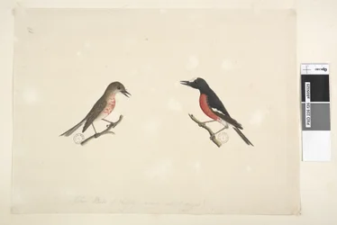 Page 26. Deux oiseaux de l