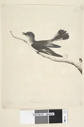Page 27. Mai. taille naturelle Rouge-gorge à capuchon, femelle Melanodryas cucullata, 1791-92