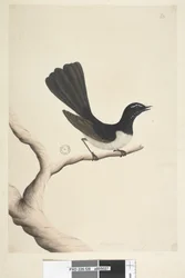 Page 28. Taille naturelle, Juillet Willie Wagtail Rhipidura leucophrys, 1791-92