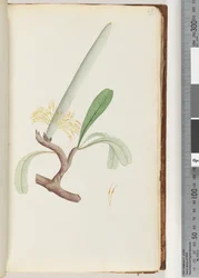 Page 29. Banksia côtier