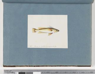 Page 30. Poisson non identifié