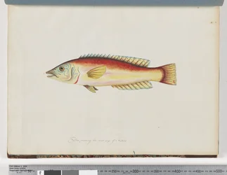 Page 31. Poisson non identifié