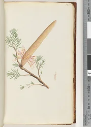 Page 32. Plante, Banksia ericifolia