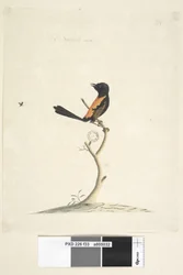 Page 33. Taille naturelle Red, Backed Wren Malurus melanocephalus, mâle, 1791-92