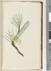 Page 33. Plante, Banksia spinulosa