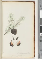 Page 35. Conchium aciculare / Fruit très fidèlement dessiné Buisson à aiguilles poilues