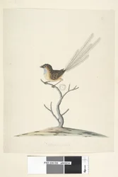 Page 35. Taille réelle Émeu, Troglodyte, mâle Stipiturus malachurus, 1791-92