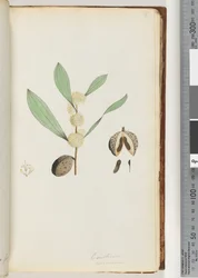 Page 37. Conchium nervosum