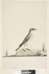 Page 38. Alundu? au-dessus du titre dans une autre main Taille naturelle, Juillet Pipit Anthus australis, 1791-92