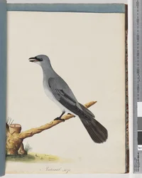 Page 38. Oiseau non identifié, probablement un grand lanius