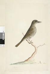 Page 3. Turdus. en dessous du titre dans une autre main Août taille naturelle. Grive des bois Zoothera lunulata, 1791-92