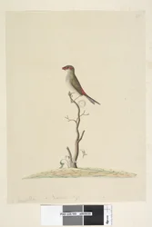 Page 40. Fringilla. Taille réelle Pinson à sourcils rouges Neochmia temporalis Aegintha temporalis, 1791-92