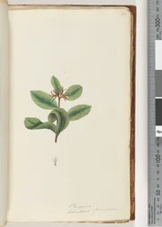 Page 40. Persoonia / Schraderia ferruginea