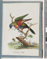 Page 40. Loriquet arc-en-ciel. Ps. Haematodus. Perroquet à poitrine rouge ou ventre bleu