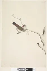 Page 41. Fringilla. au-dessus du titre dans une autre main Juin. Taille naturelle. Iris douteux Diamond Firetail Stagonopleura guttata, immature, 1791-92