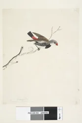 Page 43. Fringilla. sous le titre dans une autre main février. Taille réelle Diamant à gouttelettes Stagonopleura guttata, 1791-92