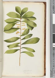 Page 43. Schraderia / Persoonia