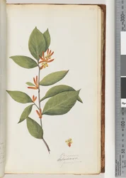 Page 44. Persoonia / Schraderia ferruginea