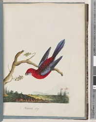 Page 45. Perruche Pennant. Perruche Pennantian