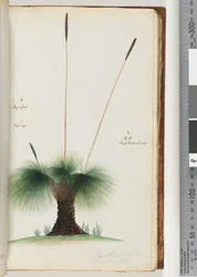 Page 45. Xanthorrhoea Hastile Arbre à herbe Agrandi. Taille naturelle. Graine taille naturelle