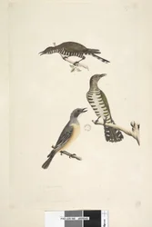 Page 46. Cuculus. le long du bord inférieur dans une autre main Ces oiseaux dessinés à taille naturelle. Les deux oiseaux supérieurs sont des Coucous bronzés dorés, le troisième est un Siffleur roux Lamprococcyx plagosus Chrysococcyx lucidis, 1791-92