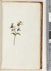 Page 47. Plante non identifiée