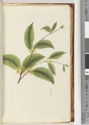 Page 48. Plante non identifiée