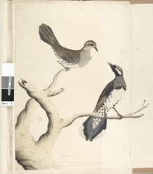 Page 4. Turdus. Dessiné à la taille naturelle, étant les deux seuls de ce genre encore vus dans la colonie, juin 1792 Spotted Quail Thrush Cinclosoma punctatum