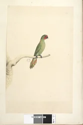 Page 51. Taille naturelle Petit Loriquet Glossopsitta pusilla, 1791-92