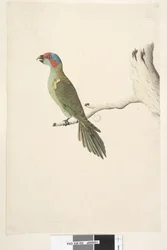Page 52. Taille réelle Loriquet musqué Glossopsitta concinna, 1791-92