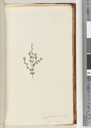 Page 54. Cryptandra amara. 5 et 1 gyn. Petite feuille de Cryptandra