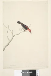 Page 54. Drepanis. taille naturelle à droite en troisième main Ces oiseaux sont supposés être des oiseaux de passage et apparaissent en troupeaux, le rouge ne montre pas la beauté de l