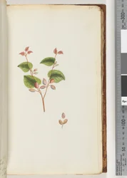 Page 55. Plante non identifiée