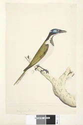 Page 56. Melephahu Cyanops. Taille réelle. Les orteils extérieur et médian sont reliés à la première articulation. Aucune plume ne pousse sur la partie de la tête qui est bleue
