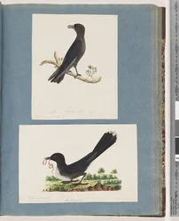 Page 58. Oiseau non identifié. Turdus. 59. Oiseau non identifié. Turdus