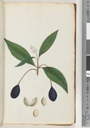 Page 5. Plante non identifiée